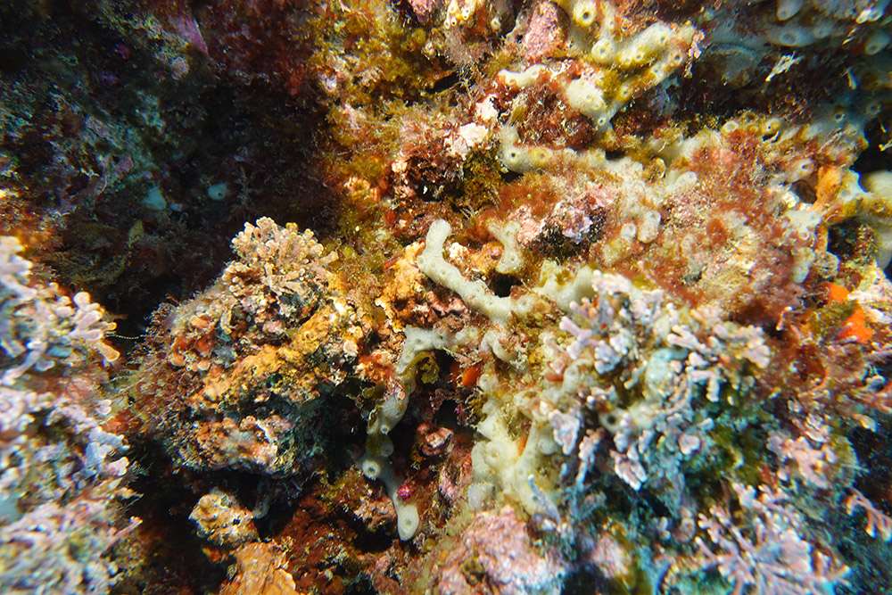 길쭉예쁜이해면