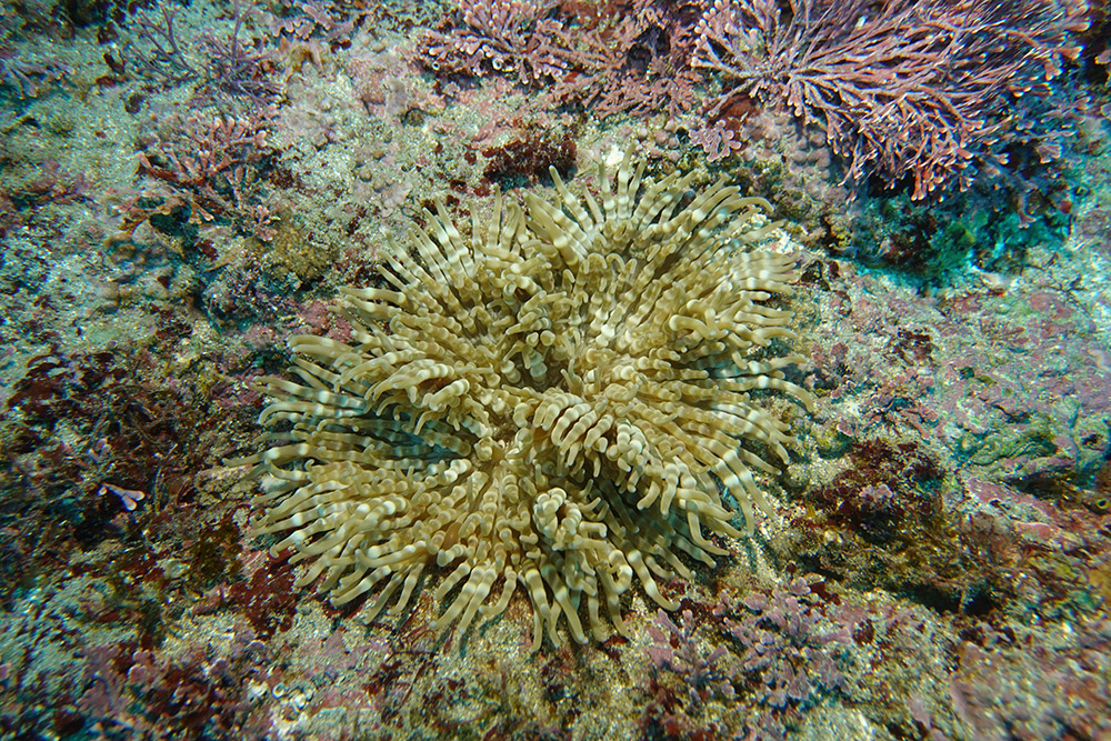 띠녹색열말미잘