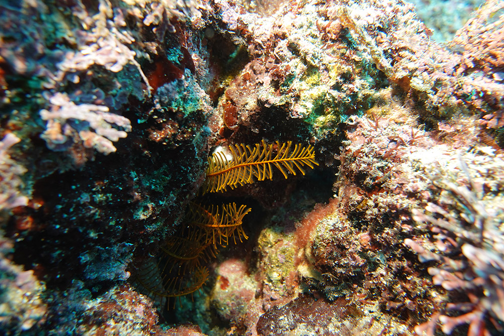 일본깃갯고사리