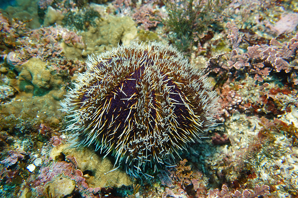 흰수염분홍성게