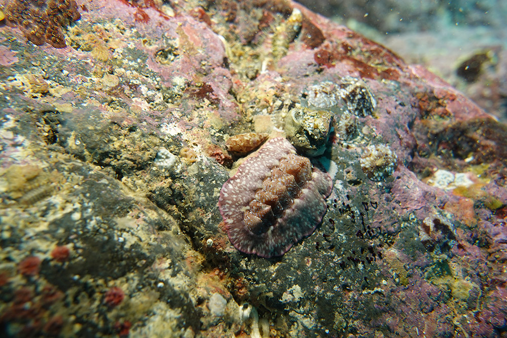 고운점무늬무륵, 비단군부