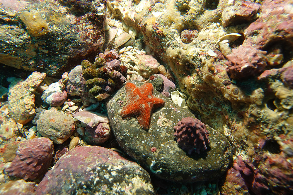 두드럭고둥, 볼록별불가사리, 바퀴고둥