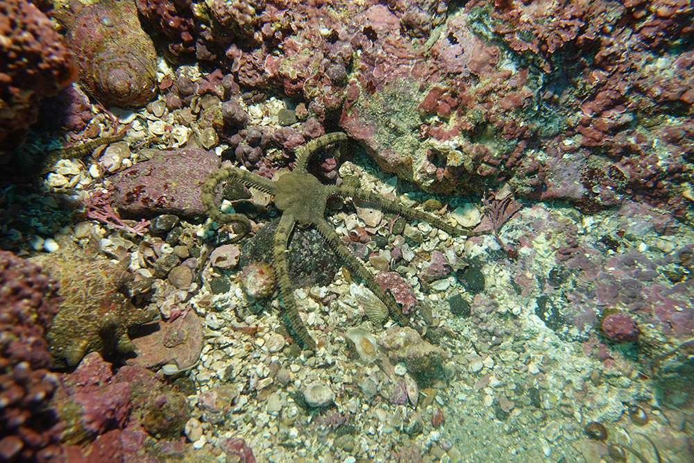 뱀거미불가사리