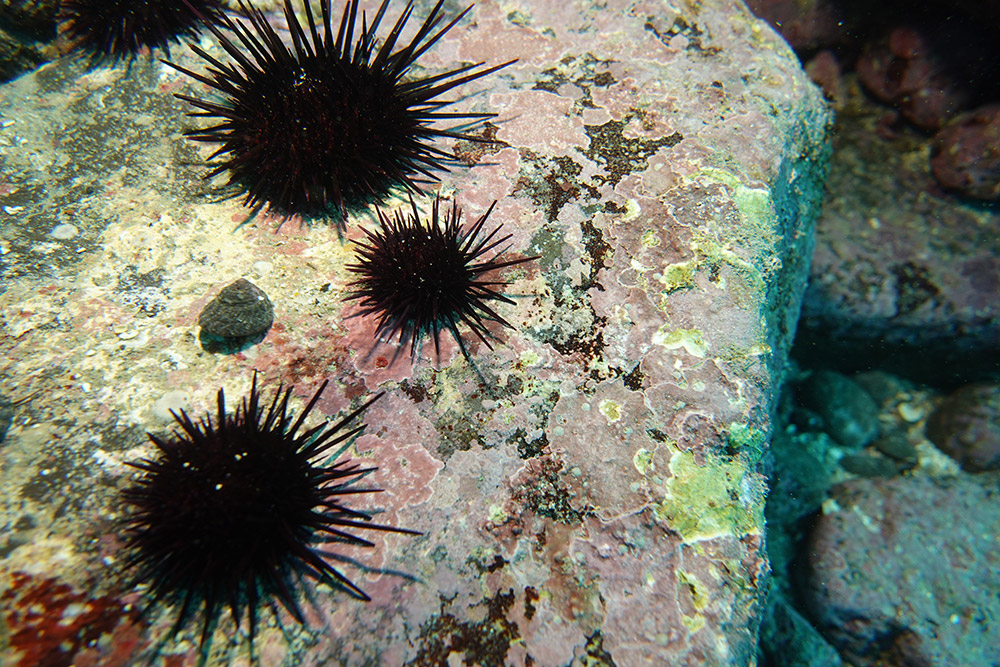 보라성게, 구멍밤고둥