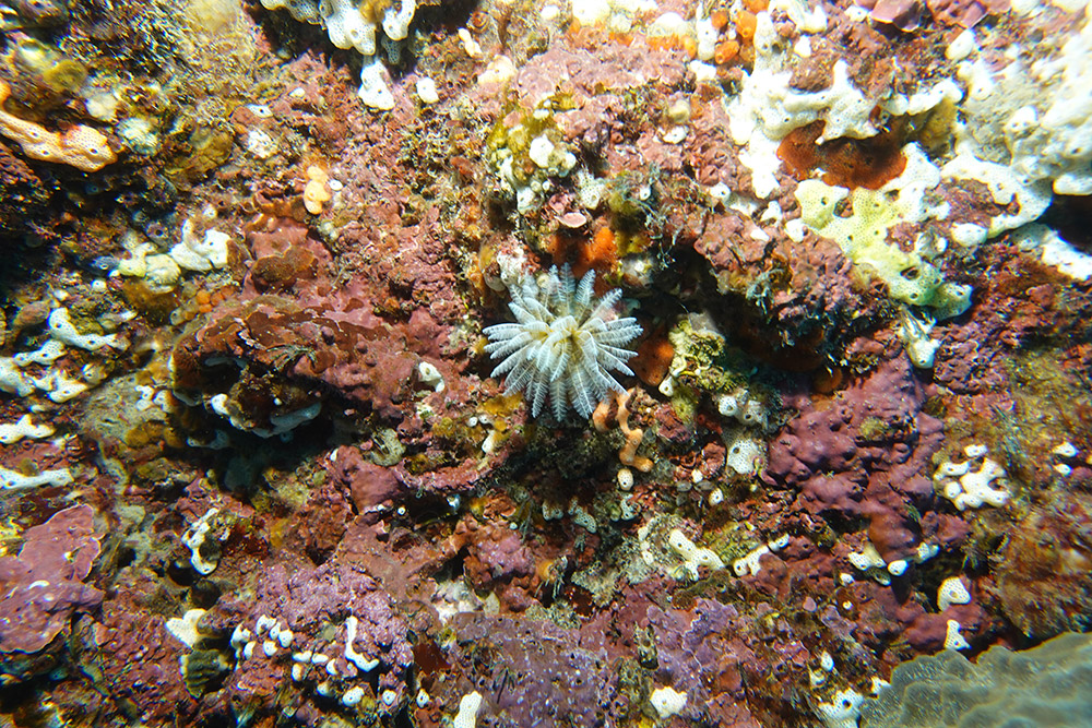 솜털꽃갯지렁이