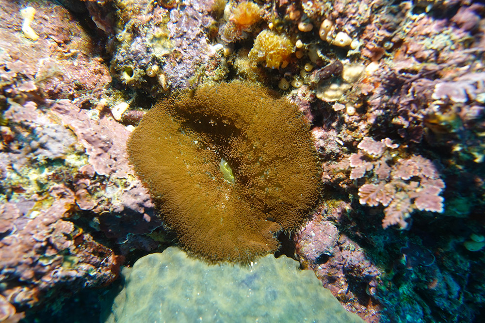 융단안장말미잘