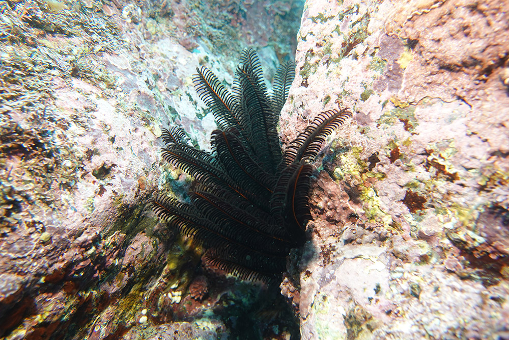 일본깃갯고사리