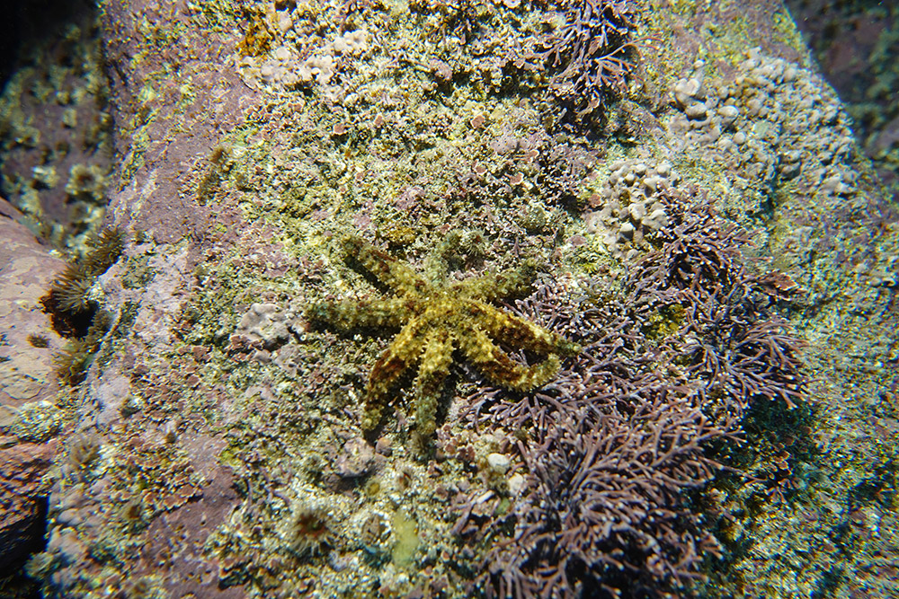 팔손이불가사리