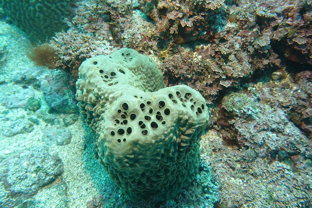 굵은나선별해면