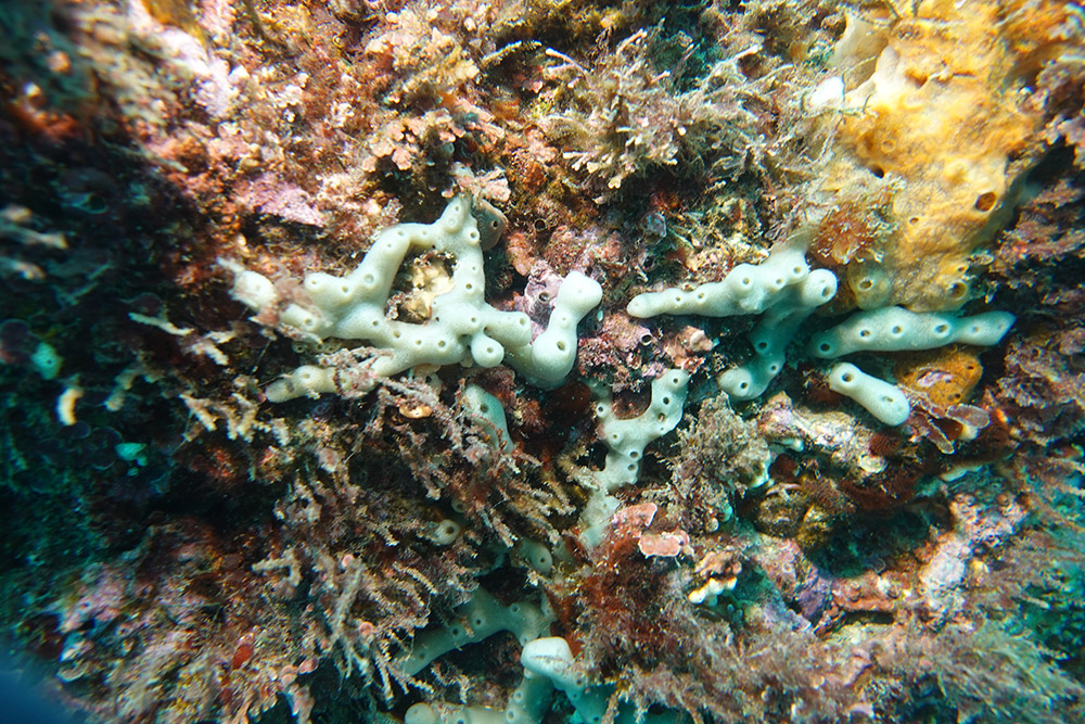 길쭉예쁜이고둥