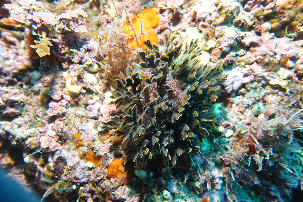 넓적부리이끼벌레