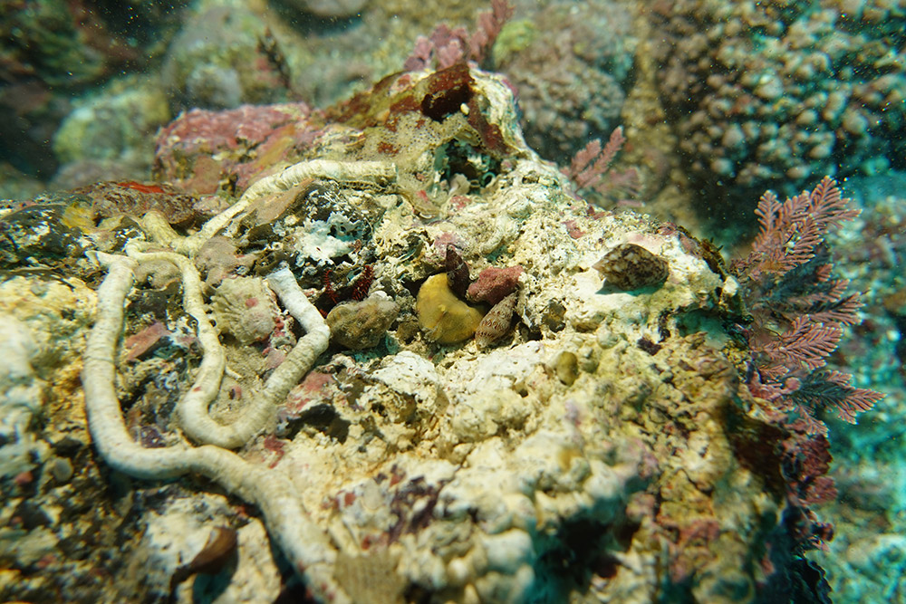 무륵, 그물무늬무륵, 석회관갯지렁이