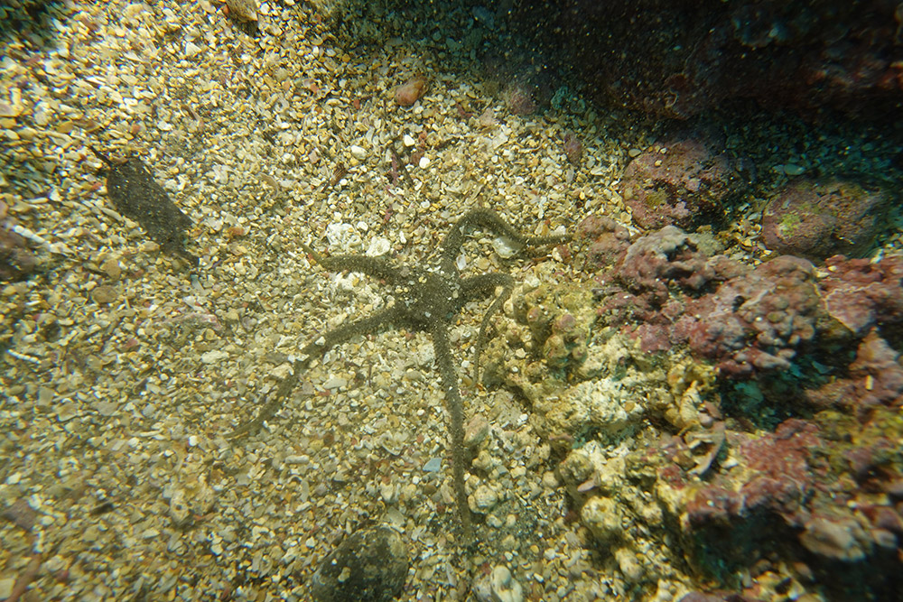 뱀거미불가사리