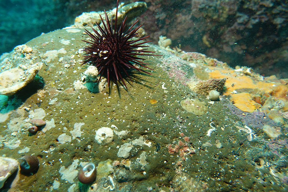 보라성게, 이빨울타리고둥