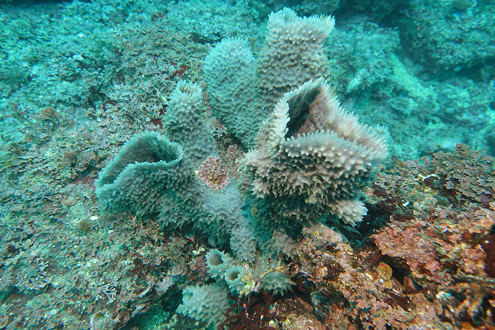 보라예쁜이해면