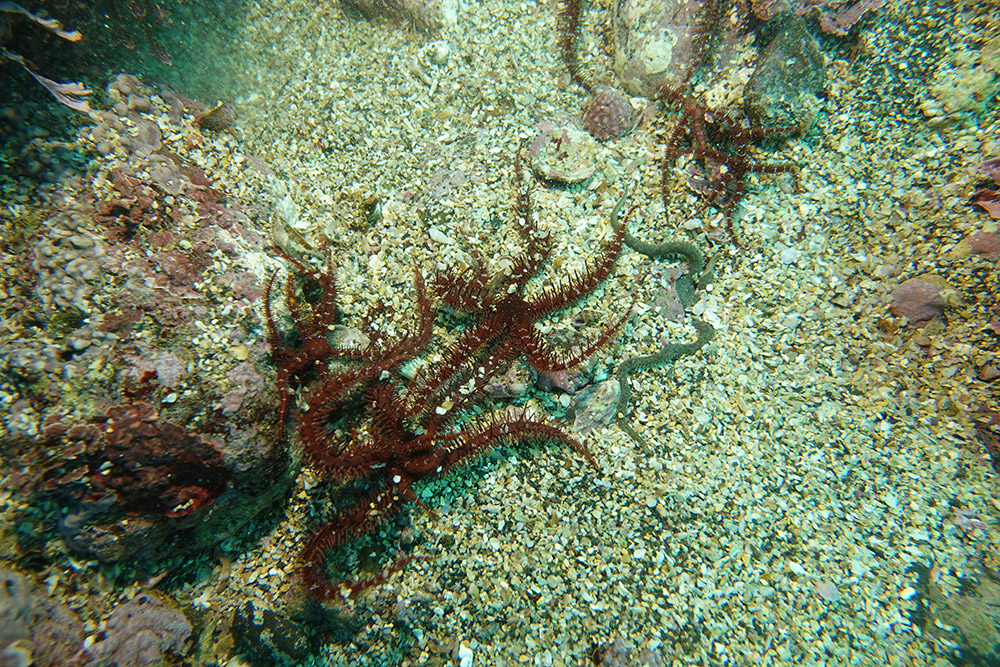 빨간등거미불가사리