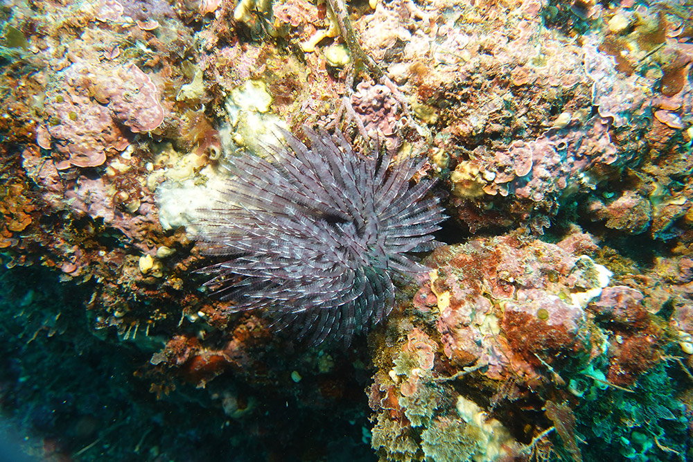 솜털꽃갯지렁이