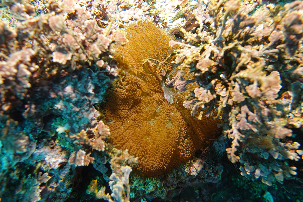 융단안장말미잘