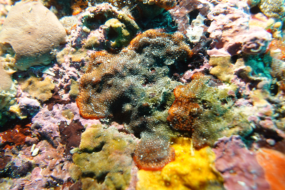 자주빛이끼벌레