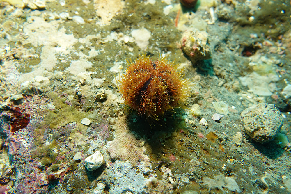 흰수염분홍성게