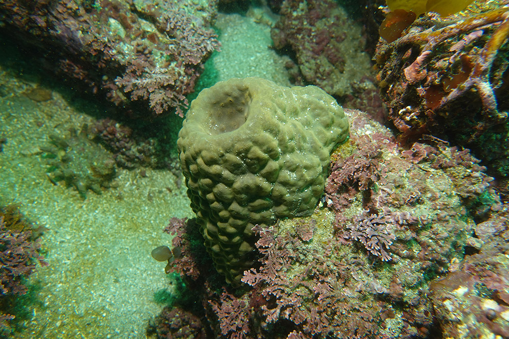 03_굵은나선별해면