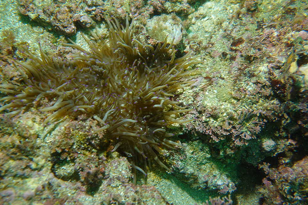 04_녹색열말미잘