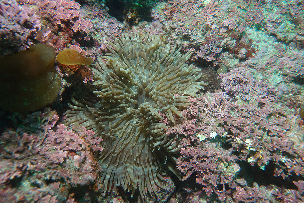 06_띠녹색열말미잘