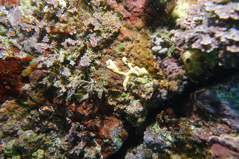 08_바늘뼈해면류