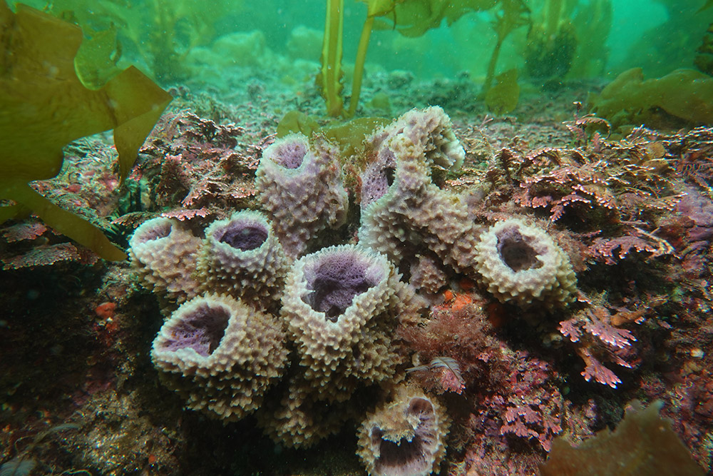 10_보라예쁜이해면