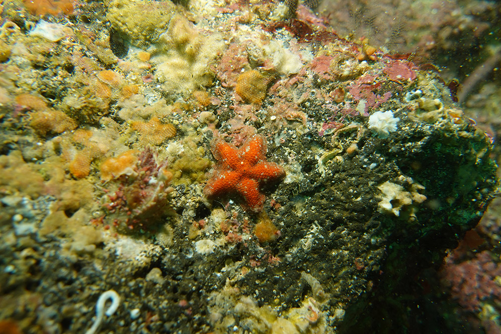 11_볼록별불가사리