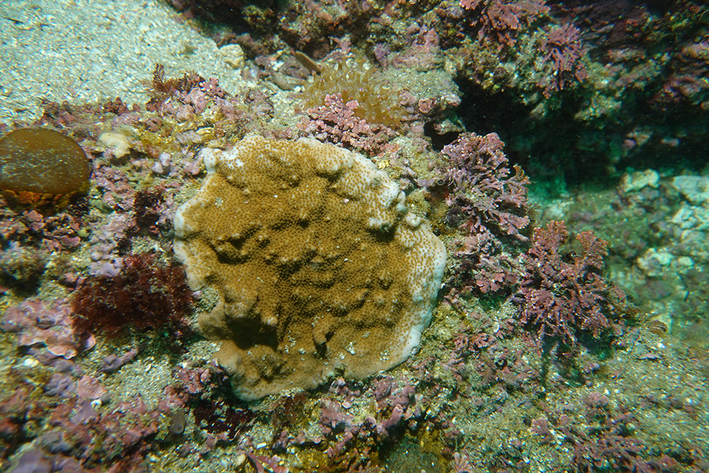 13_빛단풍돌산호