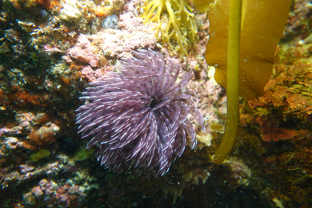 15_솜털꽃갯지렁이