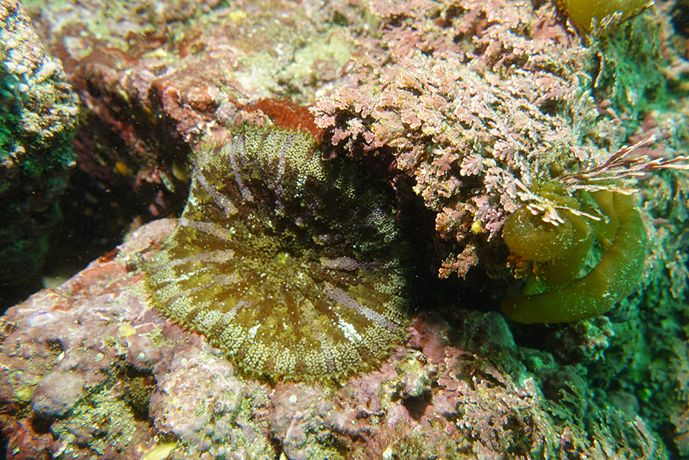 16_융단열말미잘