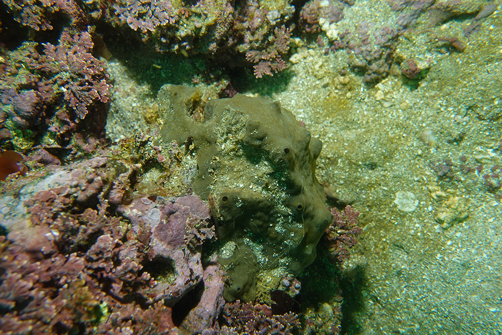 18_황록해변해면