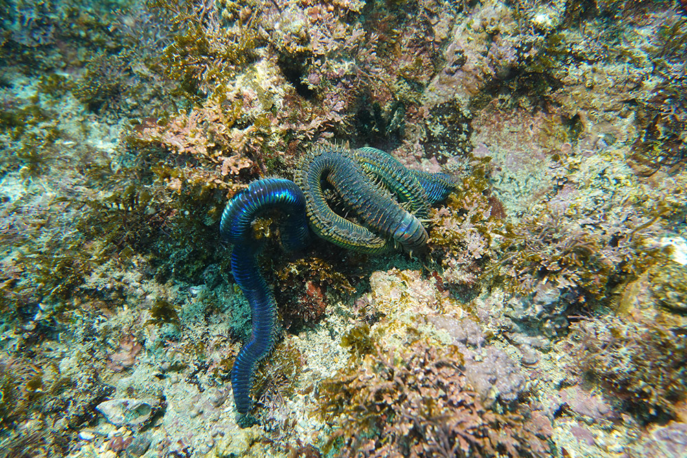 두토막눈썹참갯지렁이