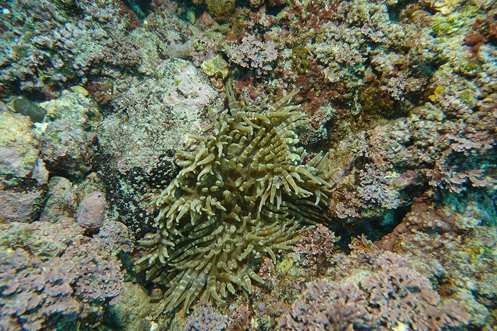 띠녹색열말미잘