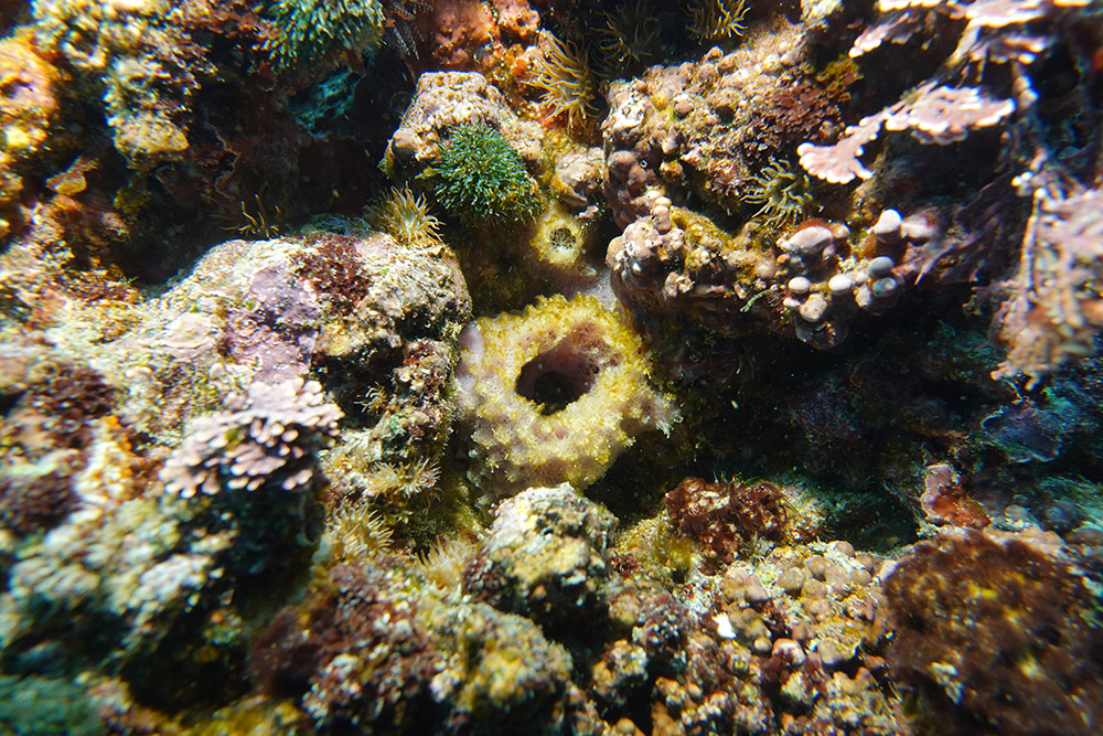 보라예쁜이해면