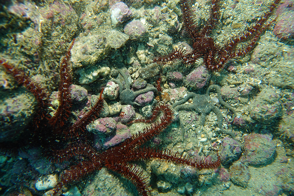 빨간등거미불가사리,뱀거미불가사리