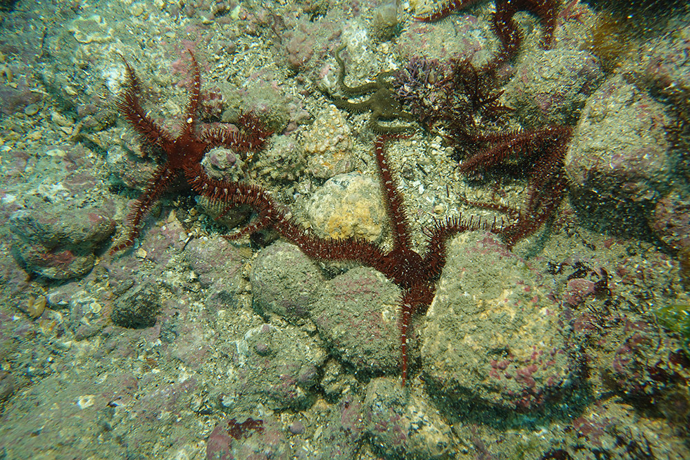 빨간등거미불가사리