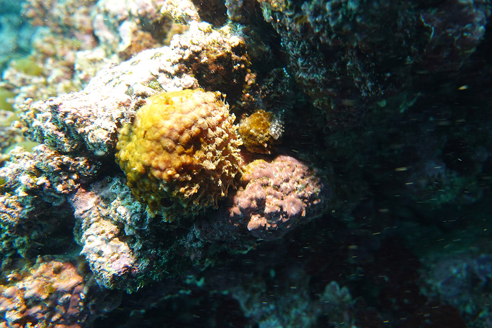 오렌지둥글해면