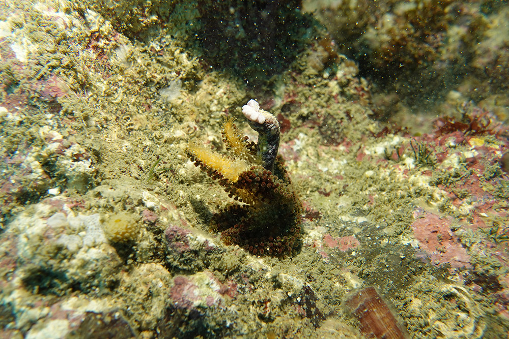 팔손이불가사리,긴팔불가사리(섭식중)