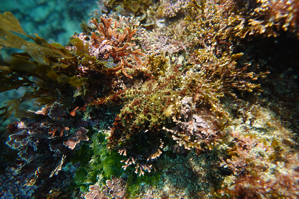 팔손이불가사리