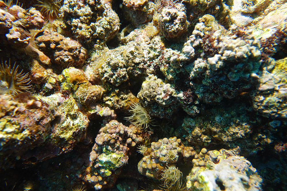 풀색꽃해변말미잘