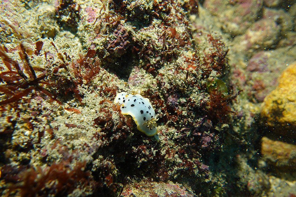 흰갯민숭달팽이