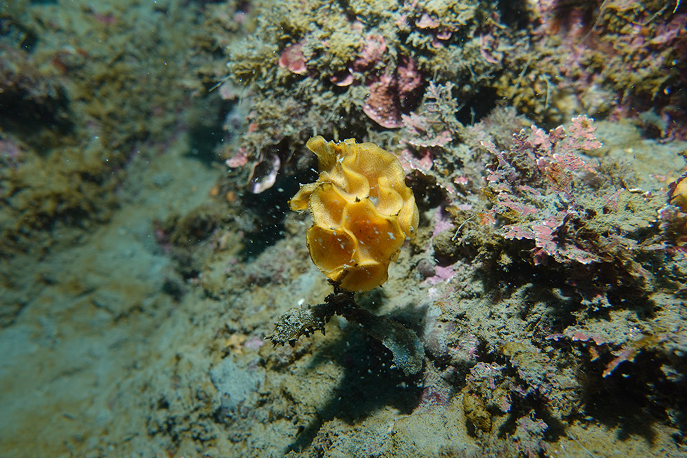 미끈안방이끼벌레