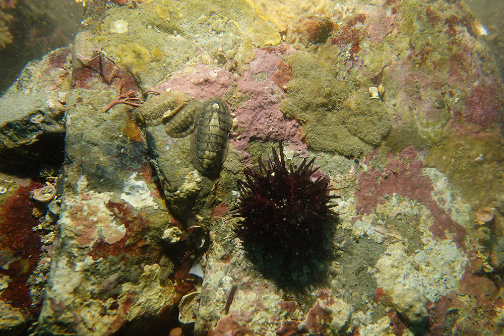 보라성게, 연두군부