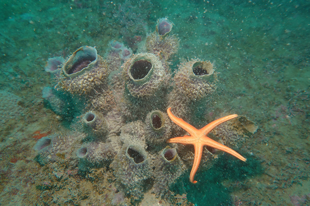 보라예쁜이해면, 빨강불가사리