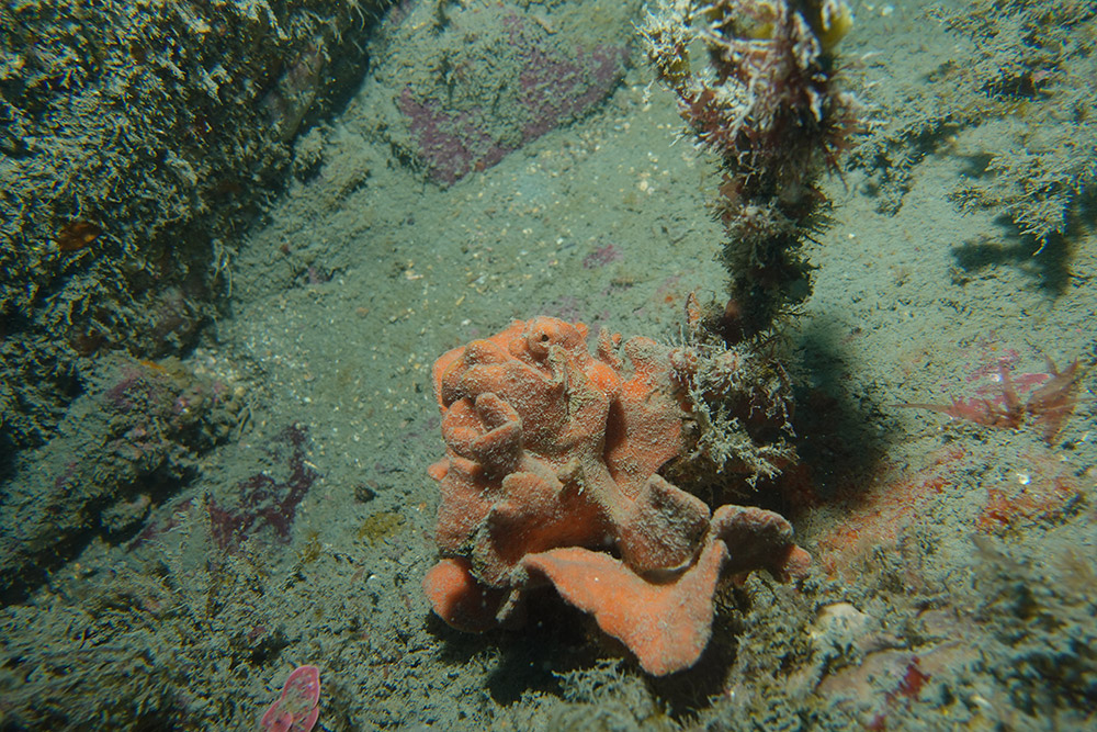 뾰족턱두꺼비이끼벌레