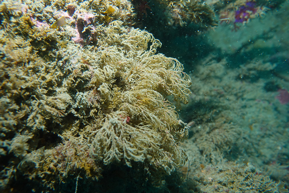 세방가시이끼벌레