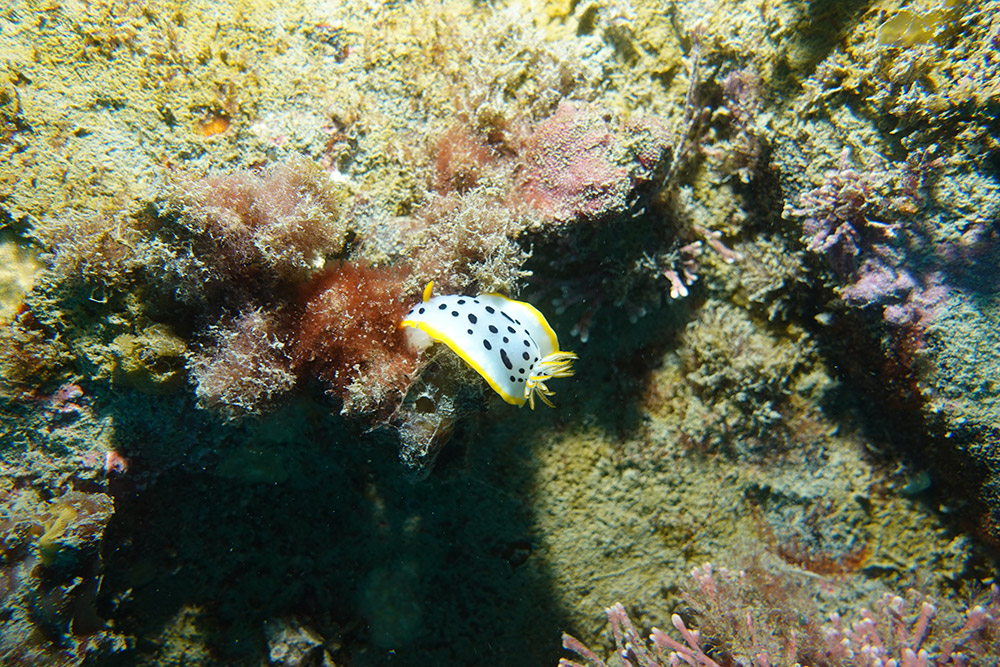 흰갯민숭달팽이